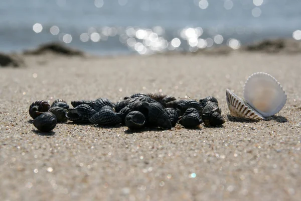 Sea cockleshells at seacoast — Stock Photo, Image