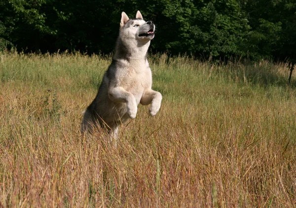 Retrato de husky siberiano —  Fotos de Stock