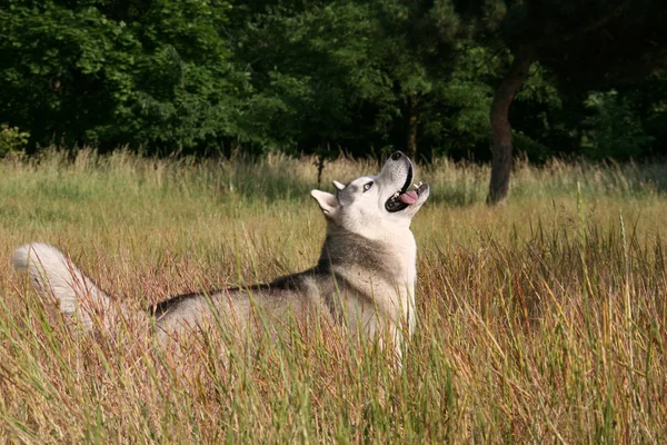 รูปภาพของไซบีเรีย husky — ภาพถ่ายสต็อก