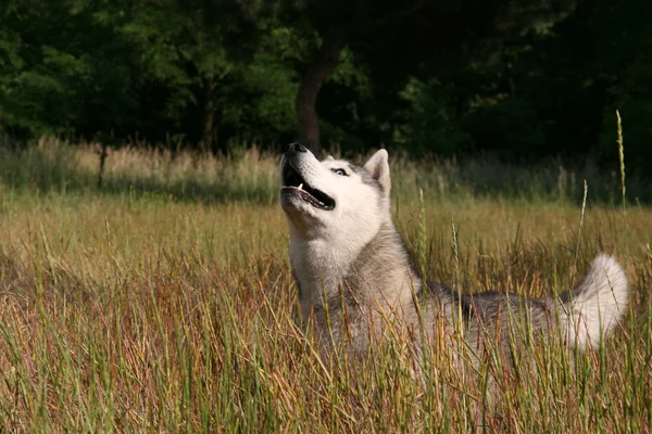 Retrato de husky siberiano — Foto de Stock