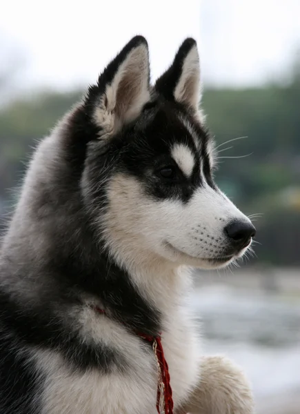 Portret van Siberische husky pup — Stockfoto
