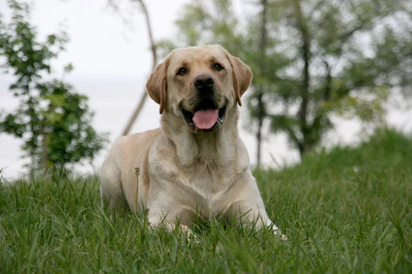labrador retriever portresi