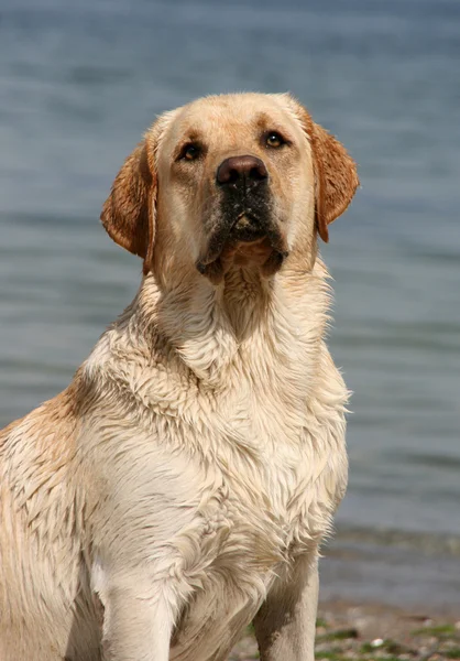 stock image Portrait of labrador retriever