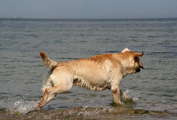 Retriever läuft auf dem Meer — Stockfoto