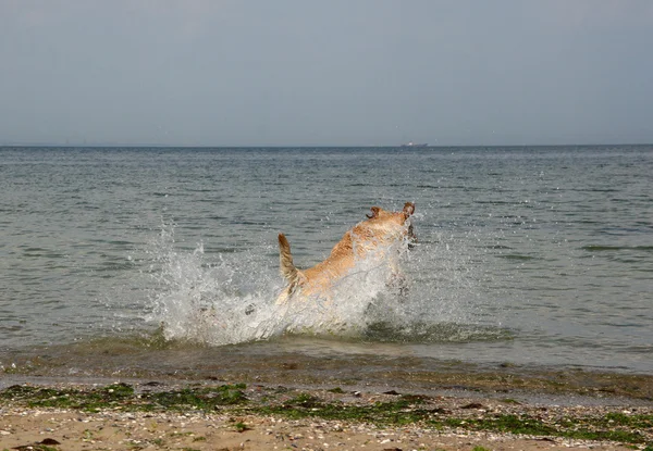 Labrador retriever running — Stock Photo, Image