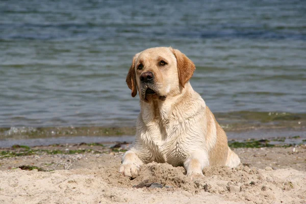 stock image Portrait of labrador retriever