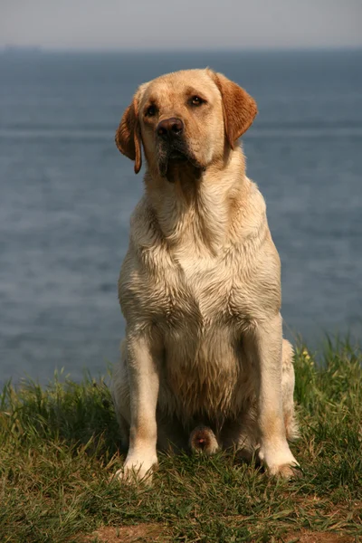 Portrait of labrador retriever — Stock Photo, Image