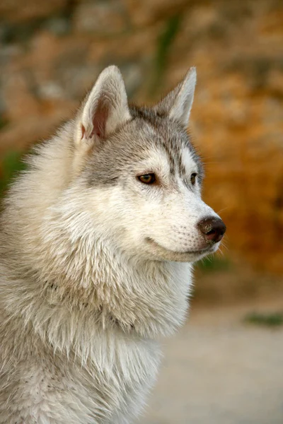 Portrait of siberian husky — Stock Photo, Image