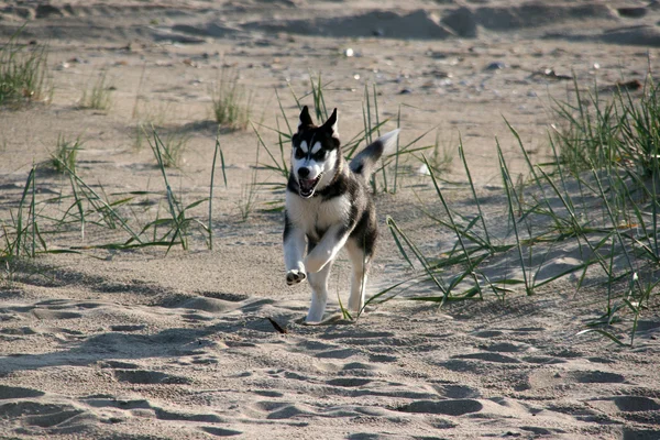Сибирский Хаски бегает по пляжу — стоковое фото