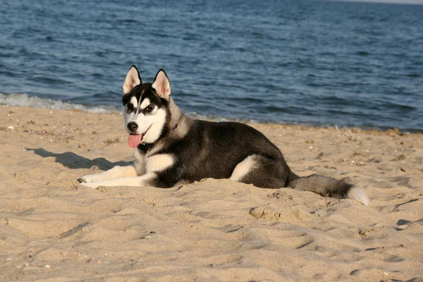 Retrato de cachorro husky siberiano —  Fotos de Stock