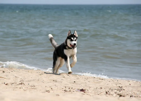 Sibirischer Hasky läuft am Strand — Stockfoto