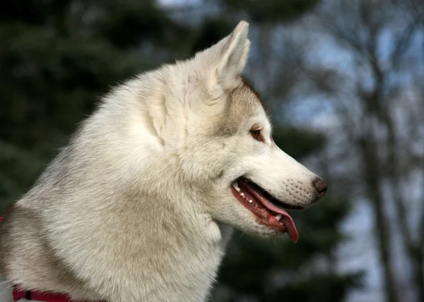 Porträtt av sibiriska Husky — Stockfoto