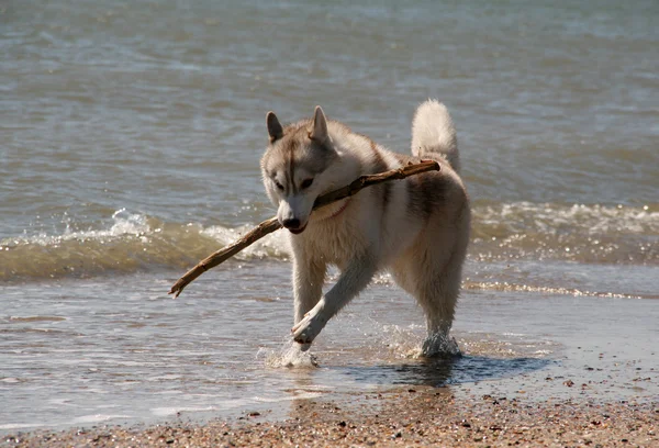 Hasky siberiano corriendo en la playa — Foto de Stock