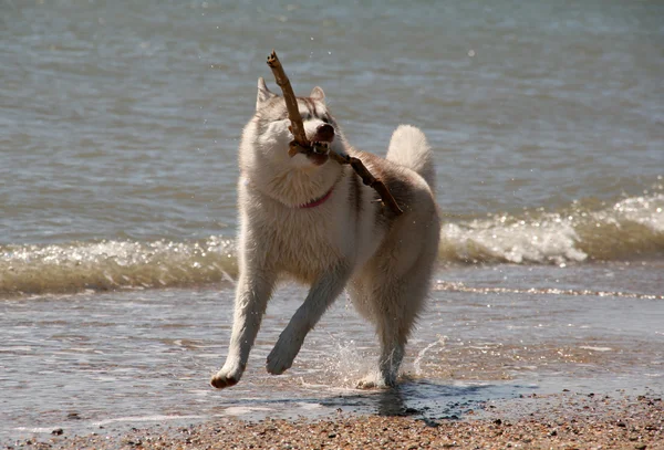 Siberian Hasky correndo na praia — Fotografia de Stock