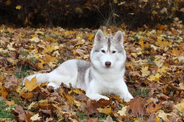 Portret van Siberische Husky — Stockfoto