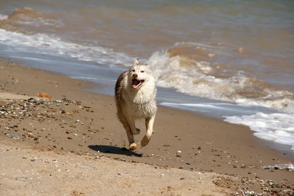 Siberian Hasky running in beach — Stock Photo, Image