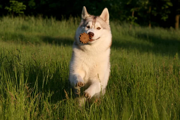 stock image Siberian husky running on a grass