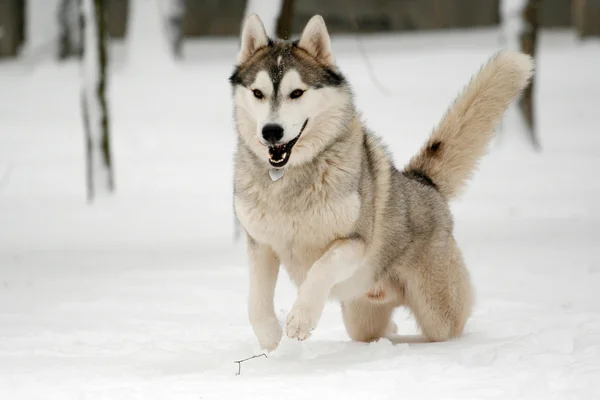 Siberian Husky läuft im Schnee Stockbild