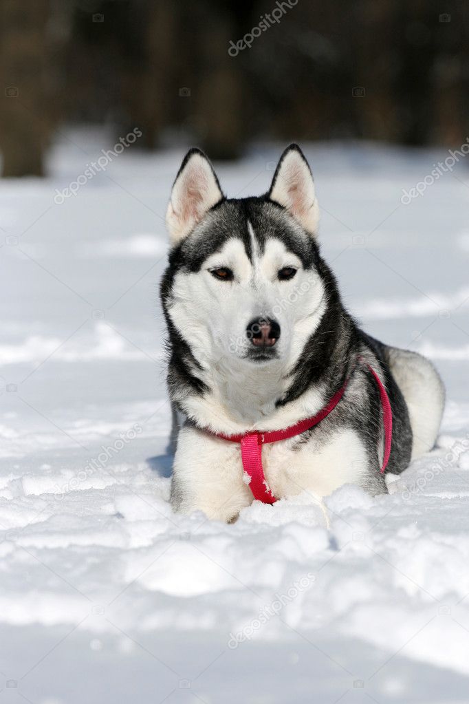 Portrait of siberian husky in winter
