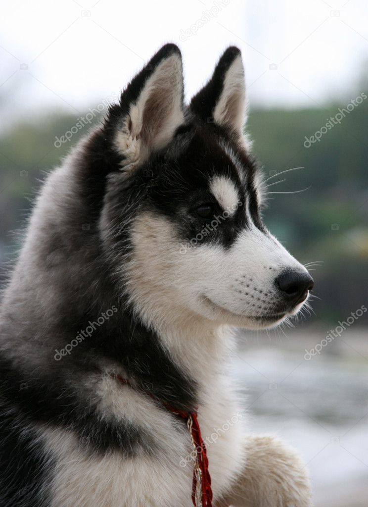 Portrait of siberian husky puppy