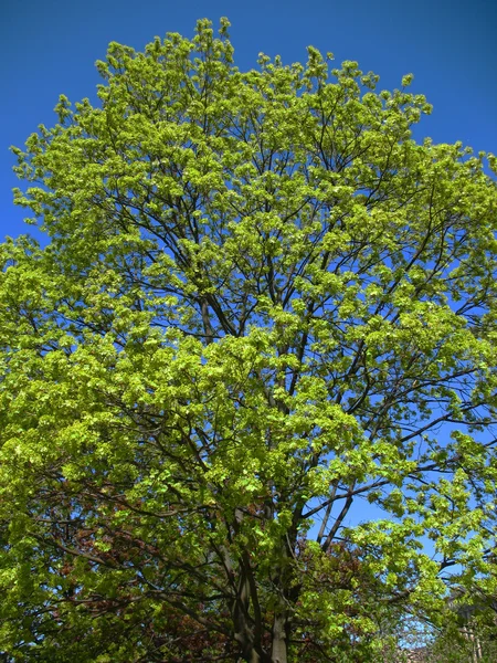 stock image Maple branches against the blue sky