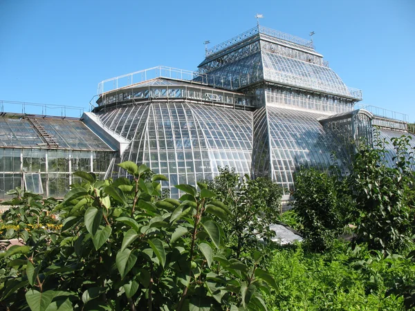 St. petersburg botaniska trädgård — Stockfoto