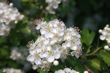 Blossoming hawthorn bush clipart