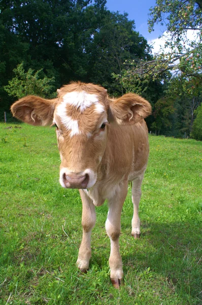 草地上放牧的小牛 — 图库照片