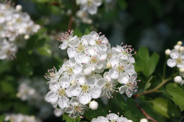 Arbuste d'aubépine en fleurs — Photo