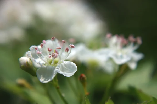 stock image Blossoming hawthorn bush