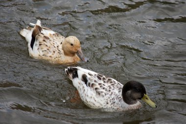 Couple of ducks clipart