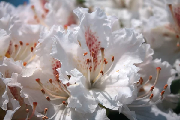 Bahar ormangülü çiçeklenme açelya