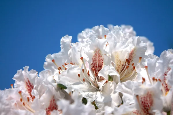 Bahar ormangülü çiçeklenme açelya