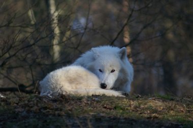 Arctic wolf clipart