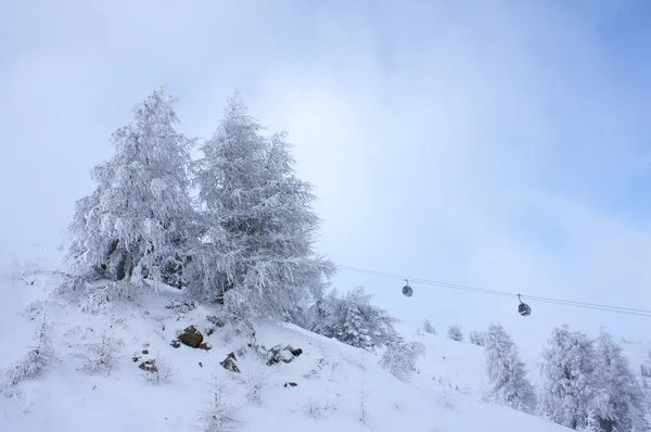 스키 슬로프에서 전나무를 서리로 덥 었 다. — 스톡 사진