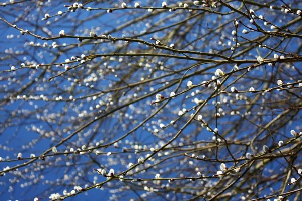 stock image Branches with spring fluffy buds