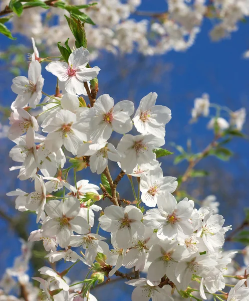 stock image Japanese cherries 2