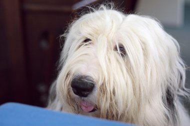 Old english sheepdog portrait clipart