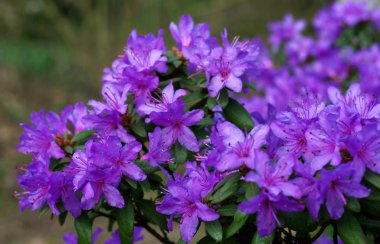 Blue Azalea clipart