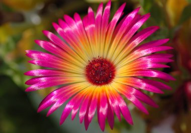 Mesembryanthemum criniflorum clipart