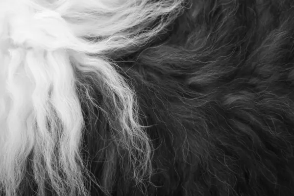 Close-up of old english sheepdog fur — Stock Photo, Image