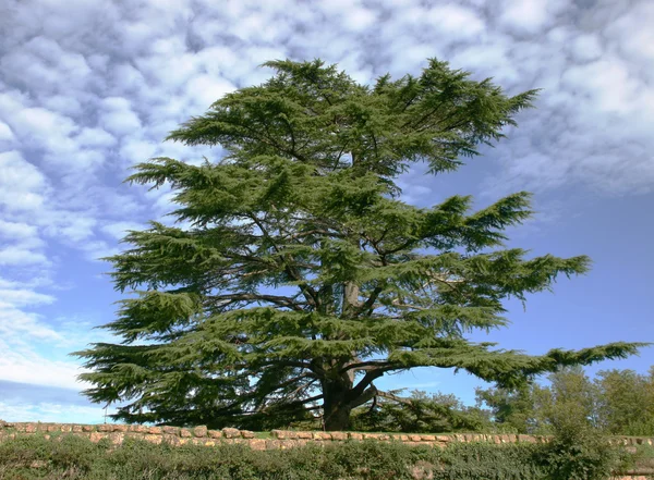 Cedro del Líbano — Foto de Stock