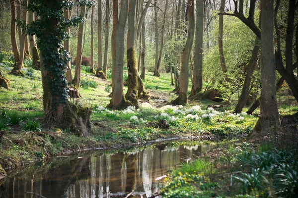 Stream flowing through woodland — Stock Photo, Image