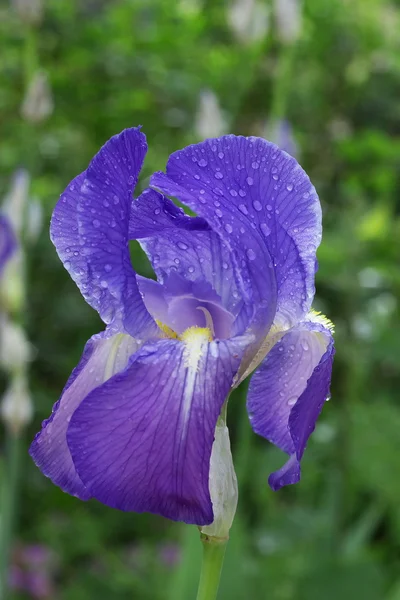 Stock image Iris