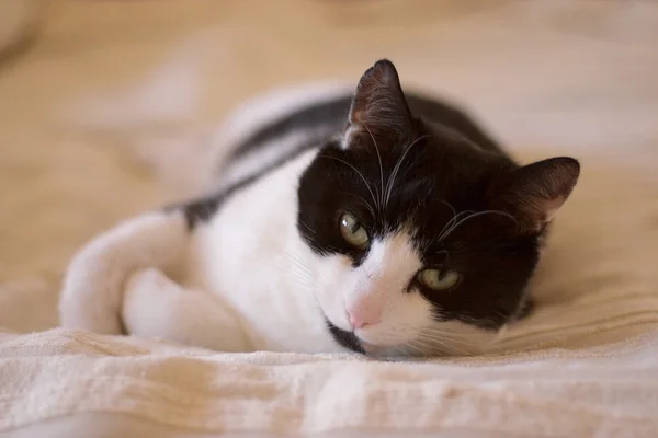 stock image Cute black and white kitten