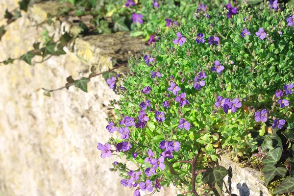 stock image Lobelia