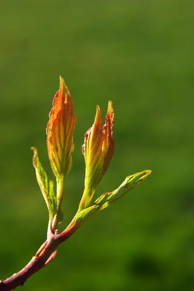 Spring Bud — Stock Photo, Image