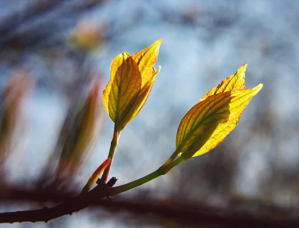 Spring Bud — Stock Photo, Image