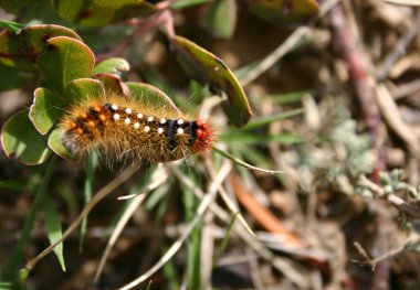 çimlerin üzerine Avrupa caterpilar