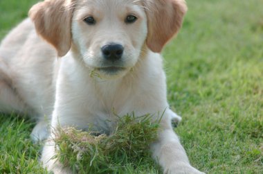 Köpek yavrusu